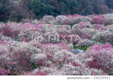 三重縣府梅林公園盛開的農業公園 三重縣府梅林公園盛開的農業公園 132133551