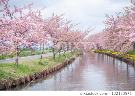 Kasamatsu Kawazu Cherry Blossom Road, Matsusaka City, Mie Prefecture 132133575