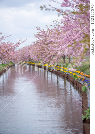 三重縣松阪市笠松河津櫻花路 三重縣松阪市笠松河津櫻花路 132133576