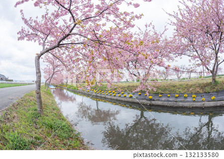 三重縣松阪市笠松河津櫻花路 132133580