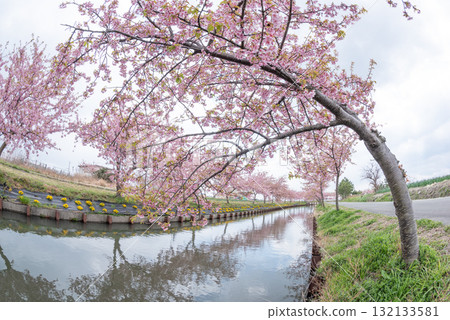 Kasamatsu Kawazu Cherry Blossom Road, Matsusaka City, Mie Prefecture 132133581