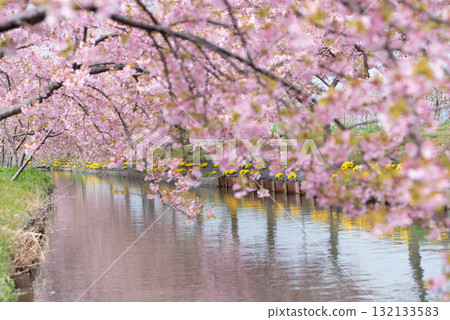 Kasamatsu Kawazu Cherry Blossom Road, Matsusaka City, Mie Prefecture Kasamatsu Kawazu Cherry Blossom Road, Matsusaka City, Mie Prefecture 132133583