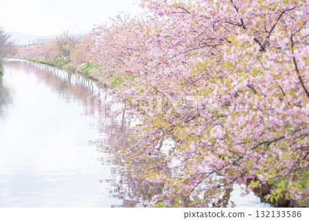 Kasamatsu Kawazu Cherry Blossom Road, Matsusaka City, Mie Prefecture 132133586