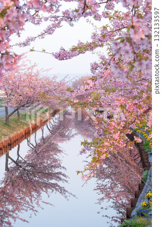 三重縣松阪市笠松河津櫻花路 三重縣松阪市笠松河津櫻花路 132133597
