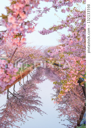 Kasamatsu Kawazu Cherry Blossom Road, Matsusaka City, Mie Prefecture Kasamatsu Kawazu Cherry Blossom Road, Matsusaka City, Mie Prefecture 132133598