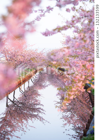 Kasamatsu Kawazu Cherry Blossom Road, Matsusaka City, Mie Prefecture 132133599