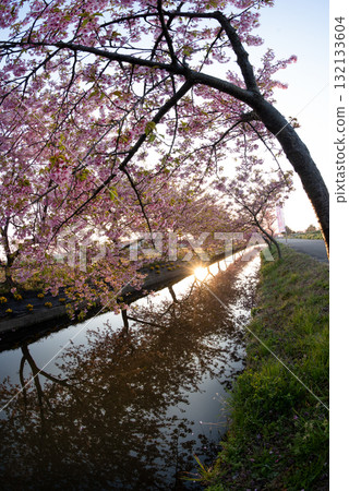 三重縣松阪市笠松河津櫻花路 132133604