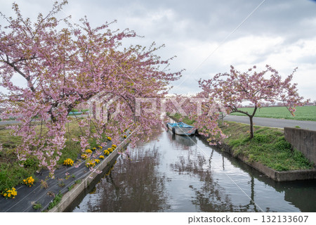Kasamatsu Kawazu Cherry Blossom Road, Matsusaka City, Mie Prefecture Kasamatsu Kawazu Cherry Blossom Road, Matsusaka City, Mie Prefecture 132133607