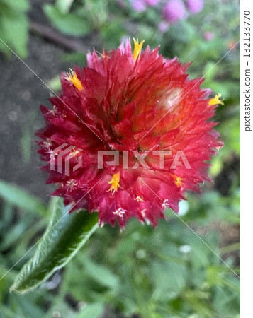 紅千日口(千紅) 紅千日口(千紅) 132133770