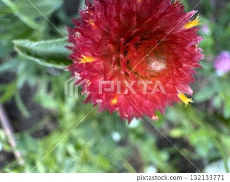 Red Sennichikou (thousand red) 132133771