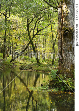 Green reflected on the surface of the water Green reflected on the surface of the water 132133911
