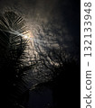 moonlight through tropical trees and clouds at night palm leaves silhouette, bright full moon, starry sky 132133948