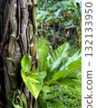 closeup of tropical vines twisting around tree with glossy green leaves in humid rainforest 132133950