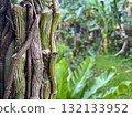 tropical vines and green leaves growing on tree trunk after rain in lush jungle 132133952