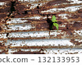Green plant growing through burnt rusty metal roof symbol of life resilience and nature power 132133953