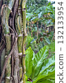 A tropical liana tightly wraps around a tree trunk in a tropical rainforest 132133954