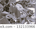 點點頭的芙蓉公主 點點頭的芙蓉公主 132133966