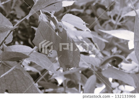 點點頭的芙蓉公主 132133966