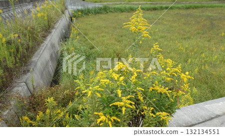 Ragweed Ragweed 132134551