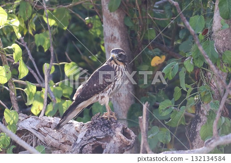 Grey-faced buzzard perched on a tree in the Yanbaru forest in autumn Grey-faced buzzard perched on a tree in the Yanbaru forest in autumn 132134584