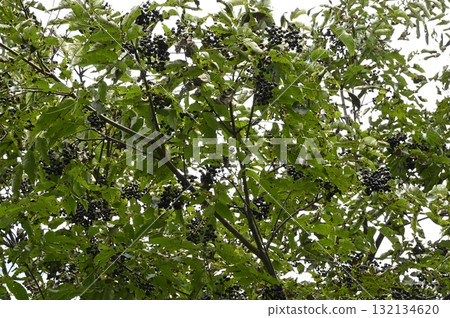 The fruit of a kidney 132134620