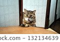 Cats waiting for tables Daily life/photos 132134639