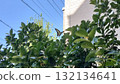 Blue-striped swallowtail butterfly flying in the blue sky Flower bed / Photo 132134641
