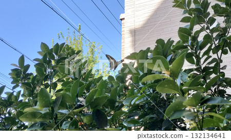 Blue-striped swallowtail butterfly flying in the blue sky Flower bed / Photo 132134641