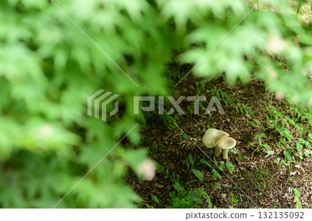 White mushrooms growing from the mossy forest floor White mushrooms growing from the mossy forest floor 132135092