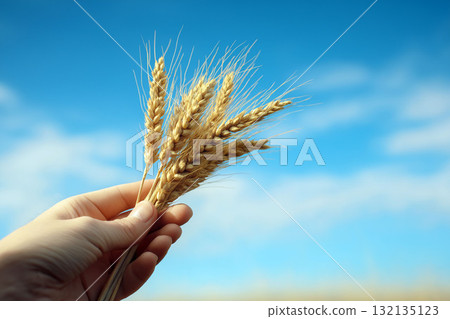 Hand holding golden wheat ears against blue sky symbolizing harvest, agriculture and natural farming Hand holding golden wheat ears against blue sky symbolizing harvest, agriculture and natural farming 132135123