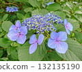 Purple hydrangea 132135190