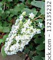 White Kashiba Hydrangea 132135232