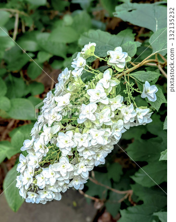 白色Kashiba繡球花 白色Kashiba繡球花 132135232