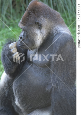 嗅手指上的東西是大猩猩等靈長類動物的常見動作嗎？ 132135243