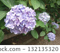 Light purple hydrangea 132135320