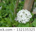 White hydrangea 132135325