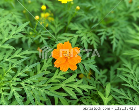 黃波斯菊 黃波斯菊 132135428