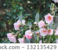 Camellia 132135429
