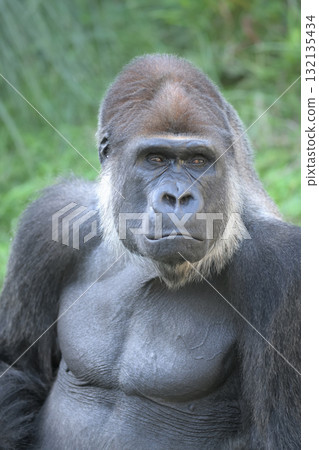 一隻大猩猩瞇起眼睛,試著看向遠方 一隻大猩猩瞇起眼睛,試著看向遠方 132135434