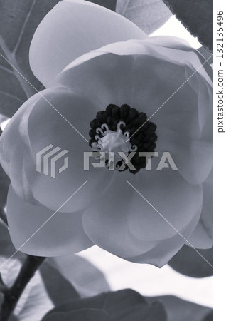Magnolia sieboldii/Rhododendron maximowicziana 132135496