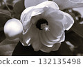 紫玉蘭/杜鵑花 紫玉蘭/杜鵑花 132135498