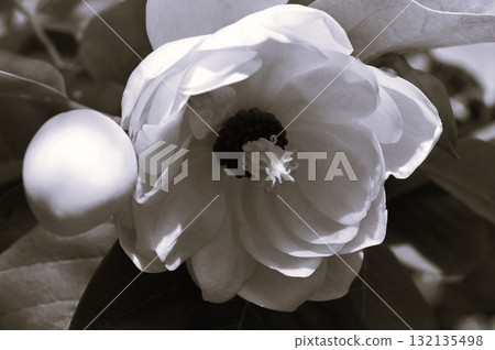 紫玉蘭/杜鵑花 132135498