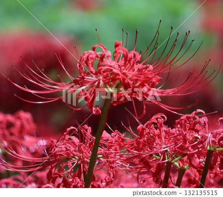 A butterfly resting on a white spider lily A butterfly resting on a white spider lily 132135515