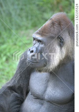 Portrait of a gorilla gazing into the distance Portrait of a gorilla gazing into the distance 132135524