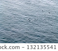 Aerial view of common dolphins feeding above huge dragnet in Donegal Bay, Ireland 132135541
