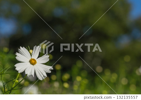 One-wheeled white cosmos One-wheeled white cosmos 132135557