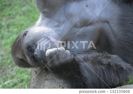 A gorilla lying down under the autumn sky with his eyes closed A gorilla lying down under the autumn sky with his eyes closed 132135608