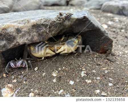 Crab hiding in the rocks Crab hiding in the rocks 132135658