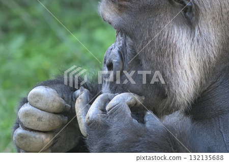 Gorilla tries to push the nail that is about to come off with another finger 132135688