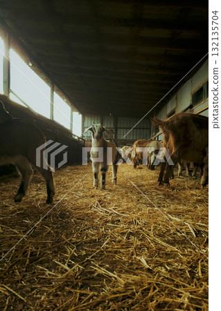 Group of goats in barn with straw Group of goats in barn with straw 132135704